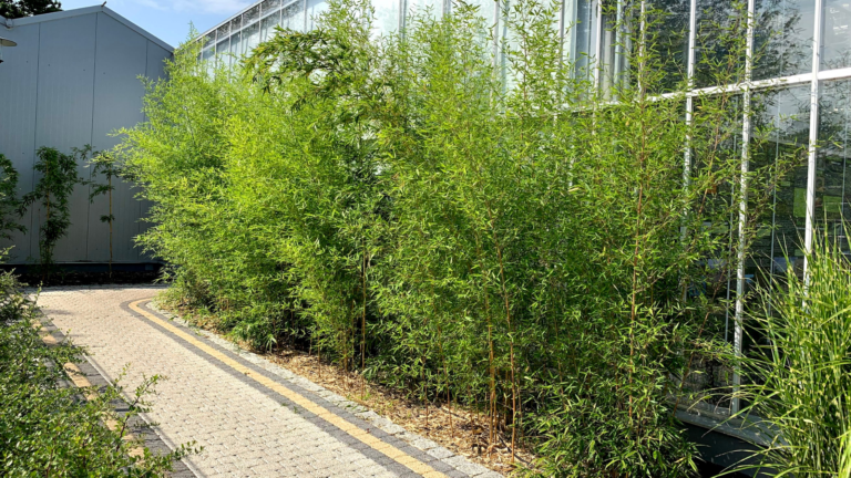 projektowanie bambusów w ogrodzie