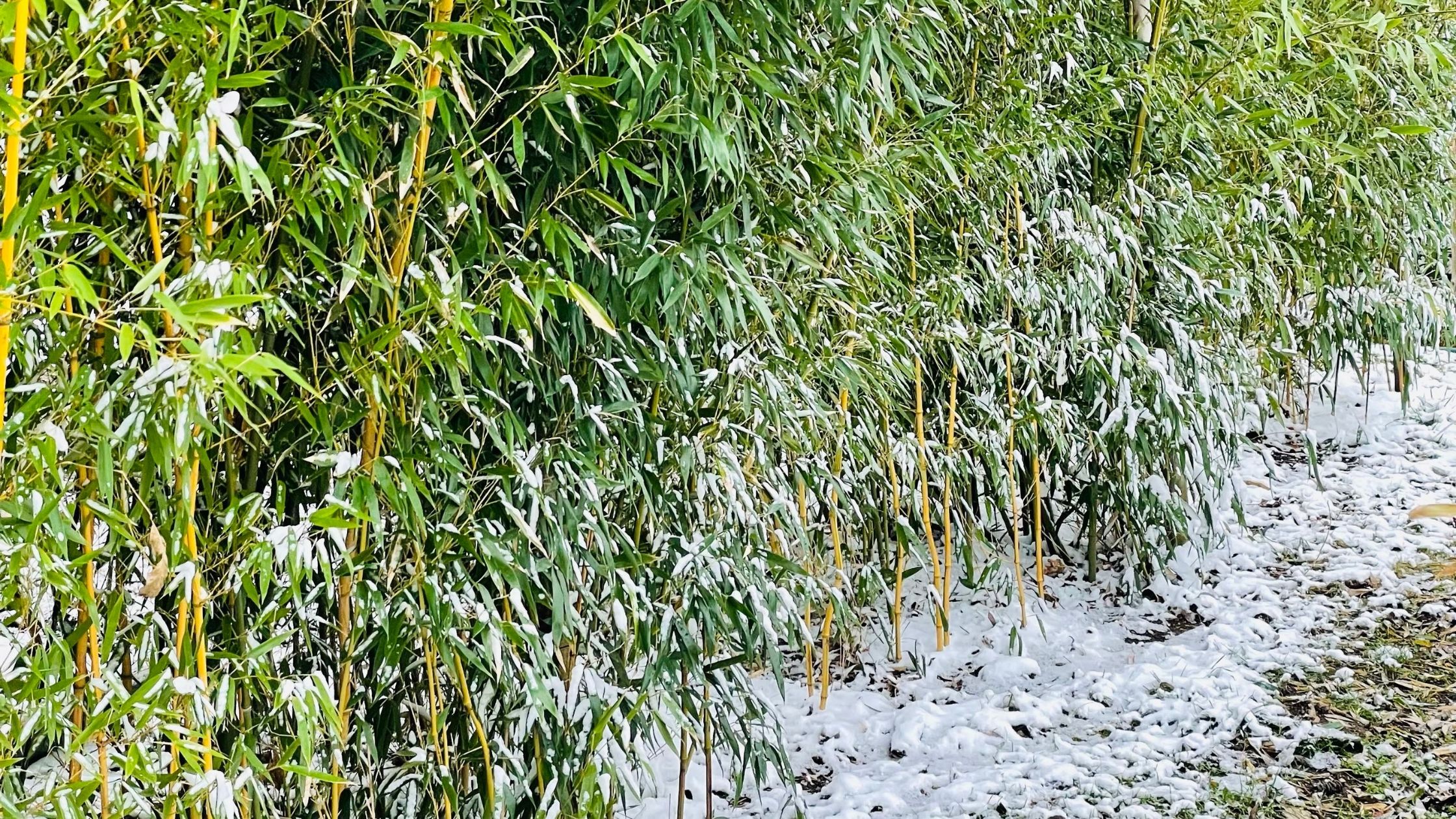 zimowanie bambusów o czym pamiętać
